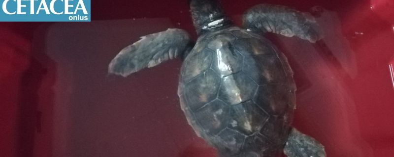 Tom torna a casa: il rilascio in mare della tartaruga spiaggiata a Fano lo scorso marzo